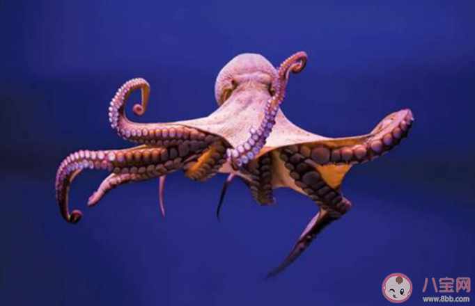 章魚有幾顆心臟 螞蟻森林8月17日答案