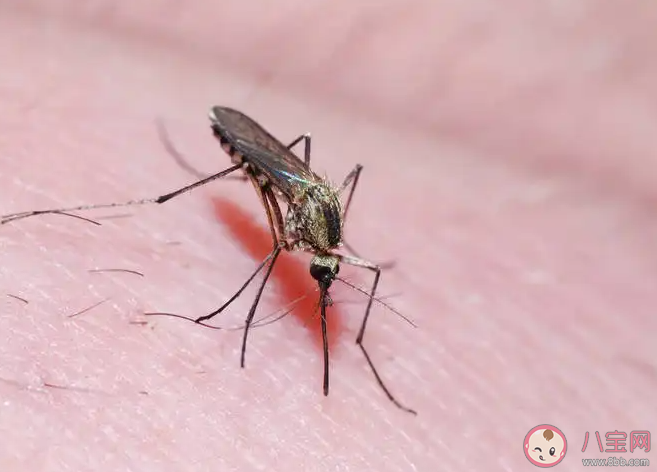 今夏為什么蚊子變少了 蚊子在40度高溫下會(huì)被熱死嗎