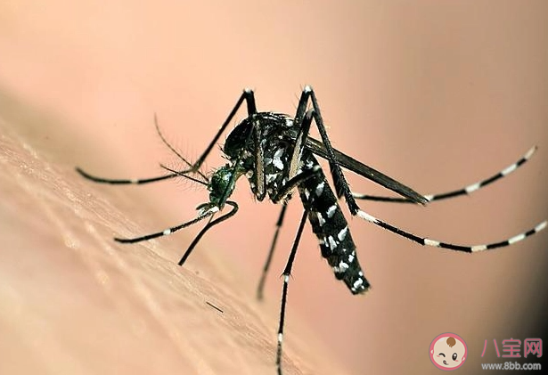 今夏為什么蚊子變少了 蚊子在40度高溫下會(huì)被熱死嗎