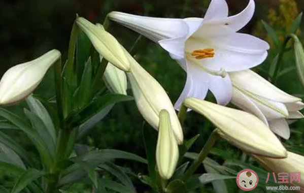 下列哪種花更適合在家里養 螞蟻莊園8月19日答案最新 下列哪種花更適合在家里養 螞蟻莊園8月19日答案最新