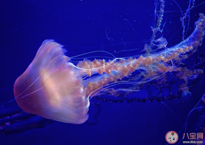 水母靠什么來感知外部世界 螞蟻森林8月18日答案