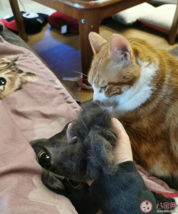 養寵會增加家庭清潔負擔嗎 家有寵物該怎樣做清潔