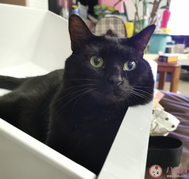 養寵會增加家庭清潔負擔嗎 家有寵物該怎樣做清潔