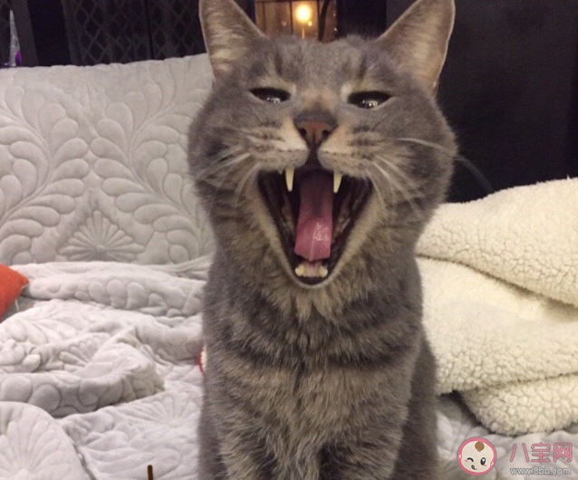 養寵會增加家庭清潔負擔嗎 家有寵物該怎樣做清潔