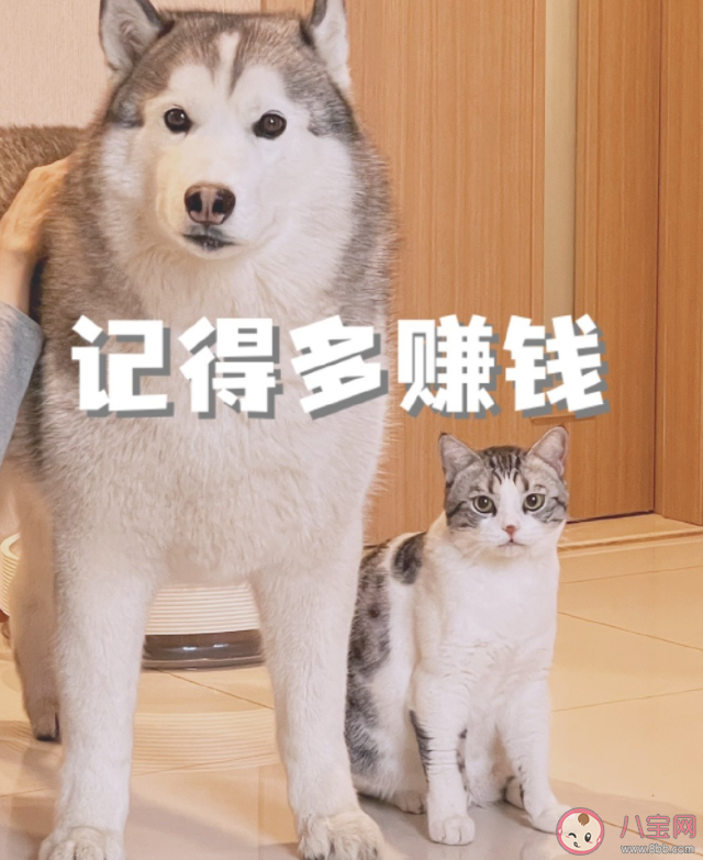 新手養寵第一步該做什么 第一次養寵物要做些什么 新手養寵第一步該做什么 第一次養寵物要做些什么