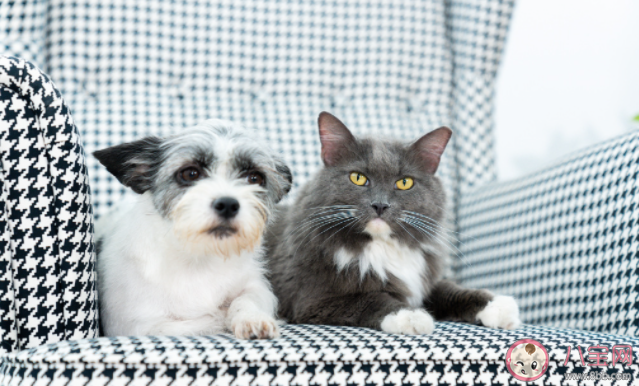 新手養寵第一步該做什么 第一次養寵物要做些什么 新手養寵第一步該做什么 第一次養寵物要做些什么