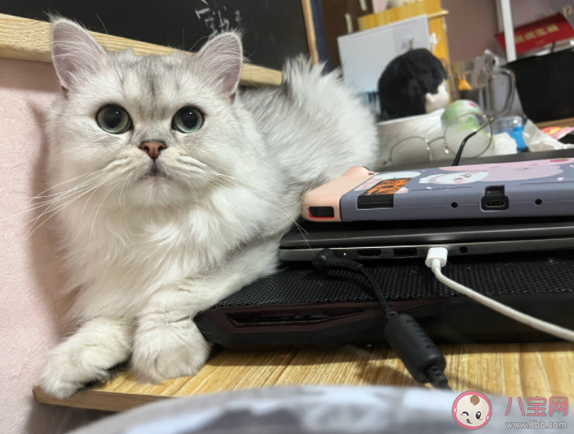 怎樣給貓咪做好清潔 貓咪清潔小tips來了 怎樣給貓咪做好清潔 貓咪清潔小tips來了