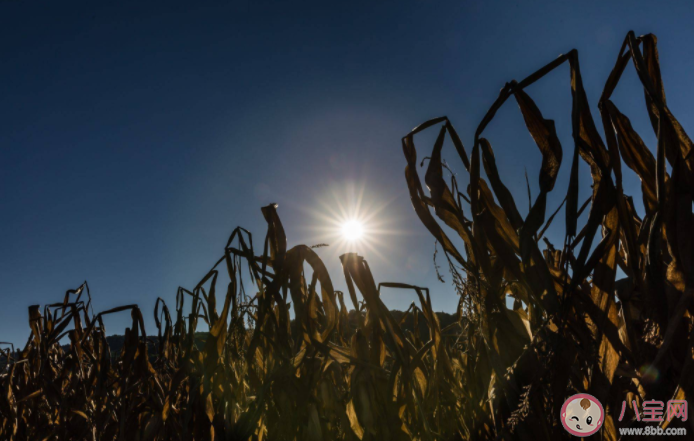 大旱會不會造成糧價菜價上漲 長江流域干旱到底有多嚴重 大旱會不會造成糧價菜價上漲 長江流域干旱到底有多嚴重