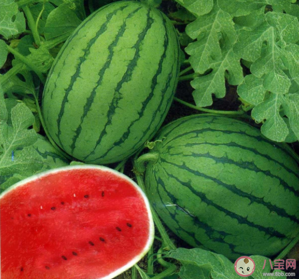 西瓜原產(chǎn)地是在哪里 關(guān)于西瓜的一些知識(shí) 西瓜原產(chǎn)地是在哪里 關(guān)于西瓜的一些知識(shí)