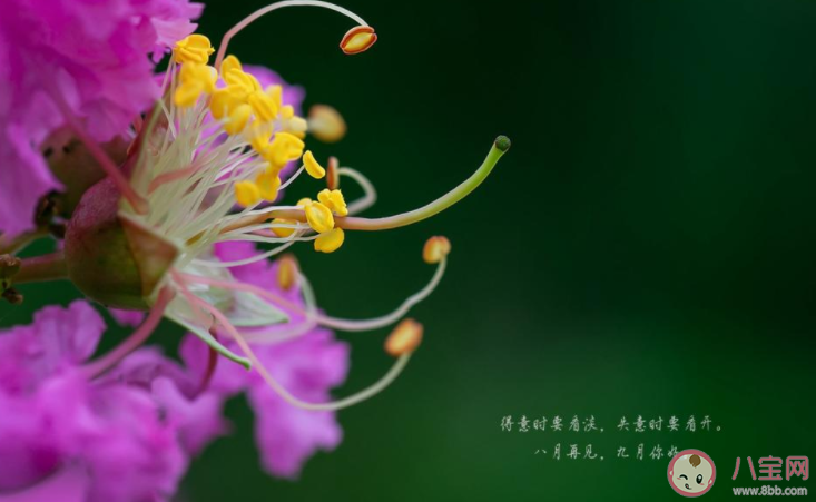 2022想和八月說再見的朋友圈說說 2022八月再見的心情語錄句子