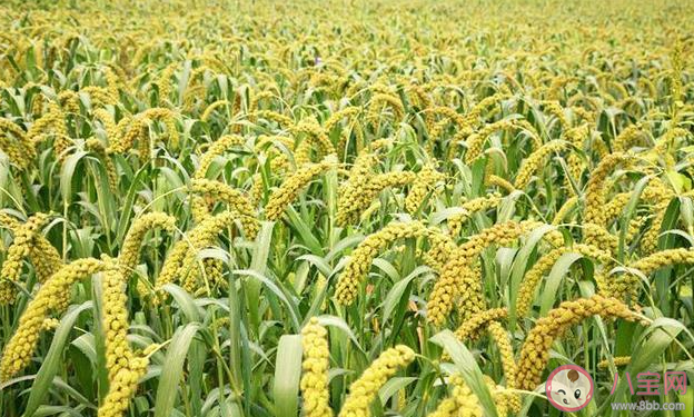 春種一粒粟秋收萬顆子中的粟指的是 螞蟻莊園8月27日答案介紹