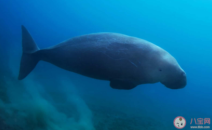 美人魚原型滅絕 儒艮為什么被稱為美人魚原型