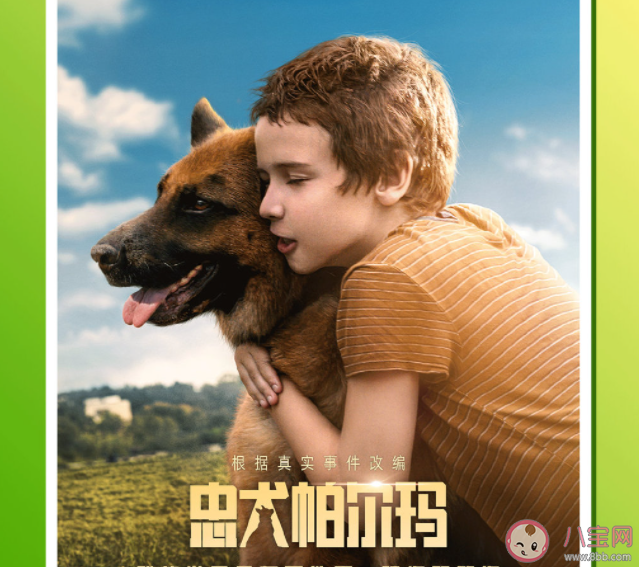 電影《忠犬帕爾瑪》的原型是誰 《忠犬帕爾瑪》是真實(shí)故事改編的嗎