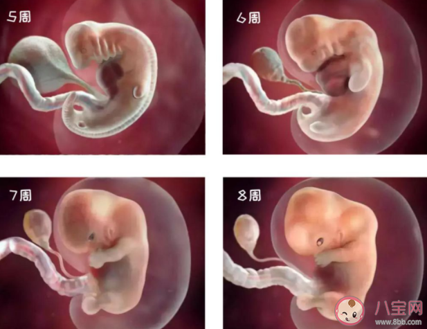 胎兒發育多久可以看清四肢 胎兒不足月出生有什么影響