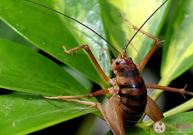 蛛絲馬跡中的馬是指什么馬 馬跡是怎么和蛛絲聯(lián)系起來的