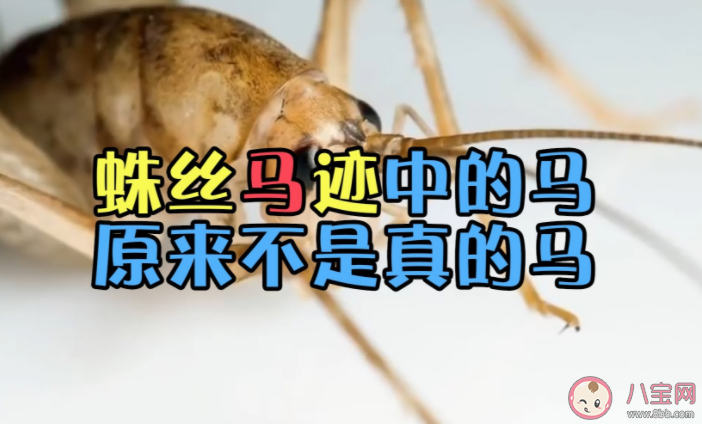 蛛絲馬跡中的馬是指什么馬 馬跡是怎么和蛛絲聯(lián)系起來的