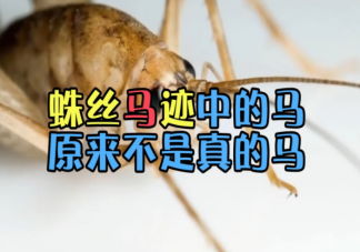 蛛絲馬跡中的馬是指什么馬 馬跡是怎么和蛛絲聯(lián)系起來的