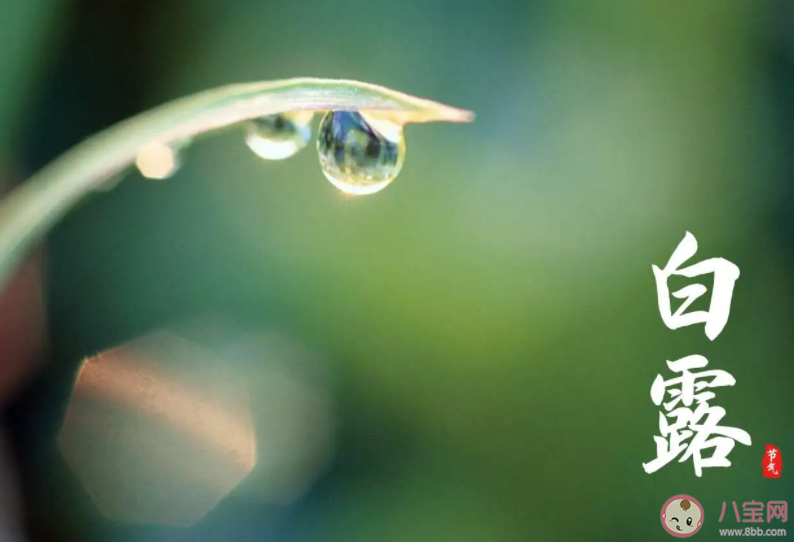 2022今日白露的朋友圈文案精選 今日白露發朋友圈說說句子