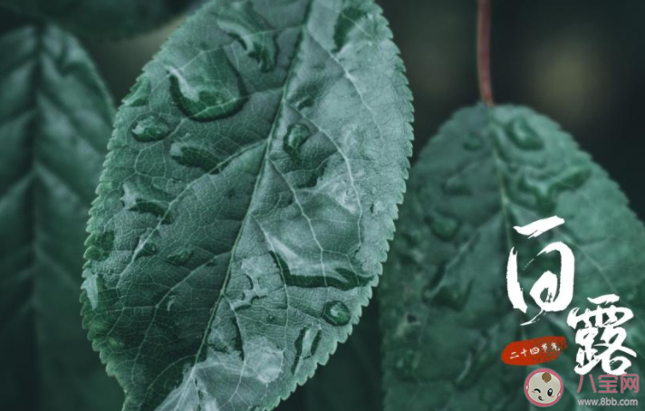 白露節氣早安心語說說配圖2022 白露節氣早上好的圖片說說2022