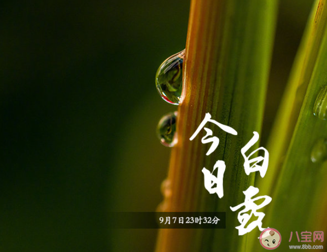 今日白露的文案說(shuō)說(shuō)精選 今日白露的說(shuō)說(shuō)語(yǔ)錄