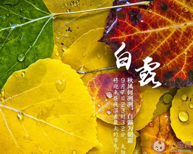 今日白露的文案說(shuō)說(shuō)精選 今日白露的說(shuō)說(shuō)語(yǔ)錄