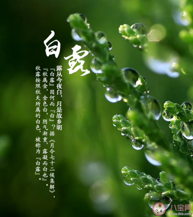為什么形容露水是白的 白露節(jié)氣的由來(lái)是怎樣的 為什么形容露水是白的 白露節(jié)氣的由來(lái)是怎樣的