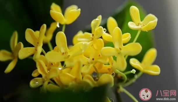 聞到桂花香了心情說說美句 桂花好香的朋友圈句子