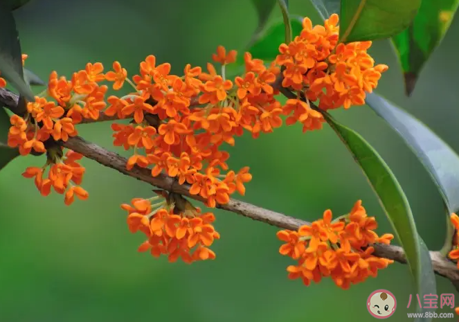聞到桂花香了心情說說美句 桂花好香的朋友圈句子