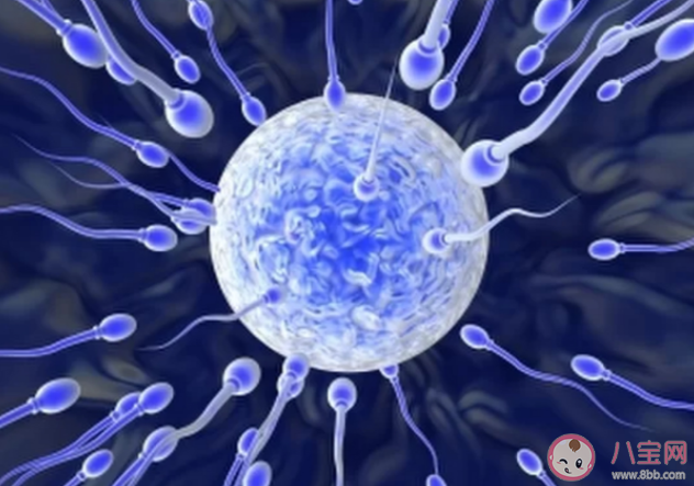 男性精液檢查主要是看什么 精液檢查前注意事項(xiàng) 男性精液檢查主要是看什么 精液檢查前注意事項(xiàng)