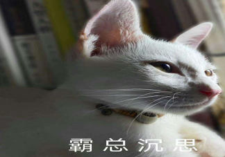 為什么總有男明星沉迷霸總敘事 霸總模式為什么受歡迎