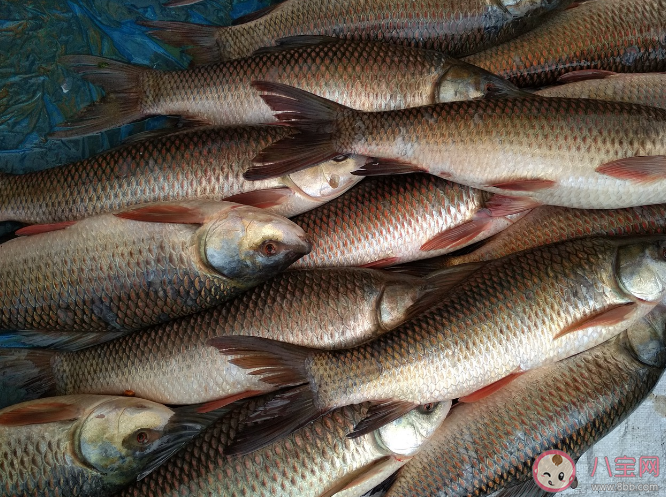 野生魚(yú)和養(yǎng)殖魚(yú)哪個(gè)好 魚(yú)肉應(yīng)該怎么吃