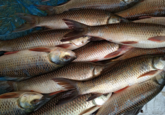 野生魚和養殖魚哪個好 魚肉應該怎么吃
