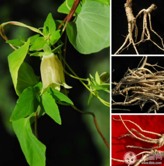 月子中心在雞湯里加黨參被罰 雞湯里面不能加黨參嗎