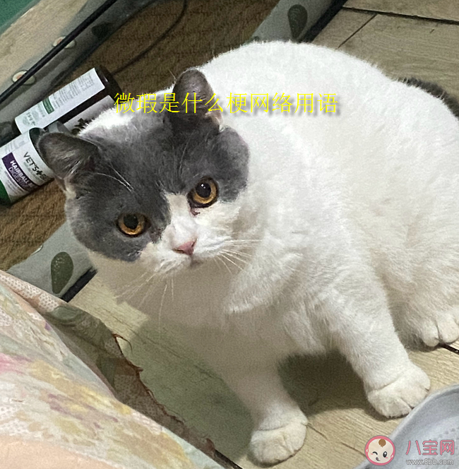 微瑕是什么梗為什么火了 微瑕是什么意思網絡用語