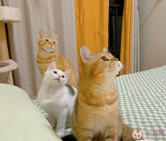 微瑕是什么梗為什么火了 微瑕是什么意思網絡用語