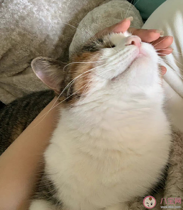 小貓文學是什么梗什么意思 小貓文學語錄文案大全