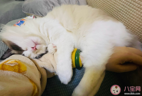 小貓文學為什么火了 小貓文學故事分享