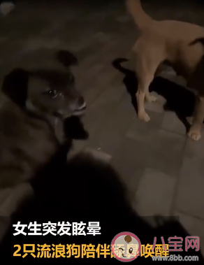 女生校內暈倒2流浪狗舔鼻喚醒 發現有人暈倒該怎么辦