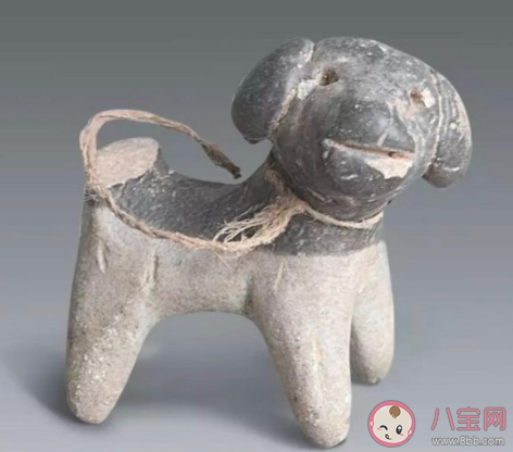 女生校內暈倒2流浪狗舔鼻喚醒 發現有人暈倒該怎么辦