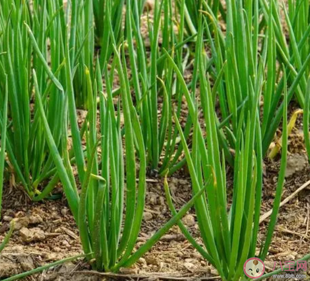 關于蔥的飲食禁忌有哪些 哪些人不能吃蔥