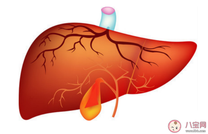 膽囊不好的人有哪些表現 膽囊不好怎么調理
