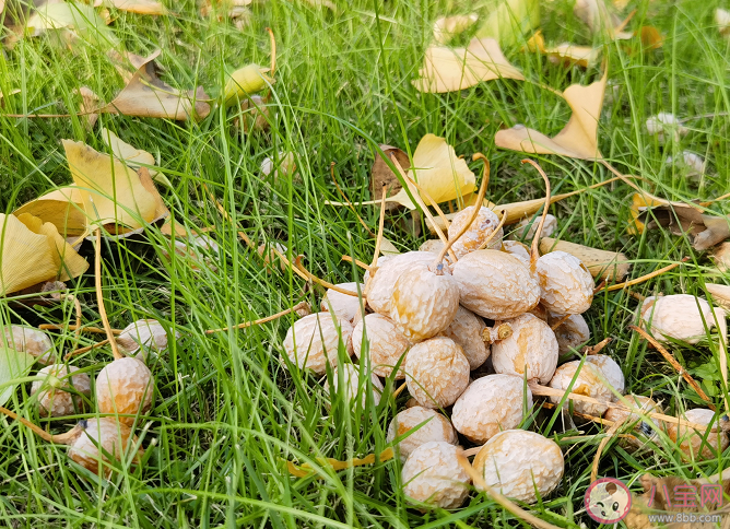 白果能生吃嗎 正確食用白果要做到這些
