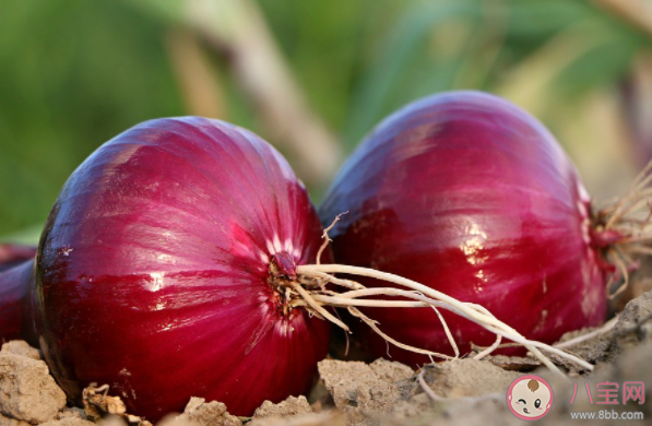 女子一家三口發(fā)燒用洋蔥退熱成功是怎么回事 洋蔥能退熱嗎