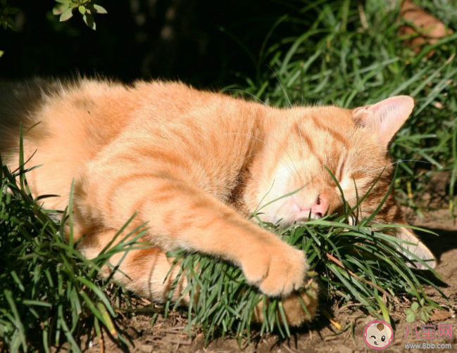 陽光正好曬太陽的心情說說 曬太陽暖洋洋的感受句子