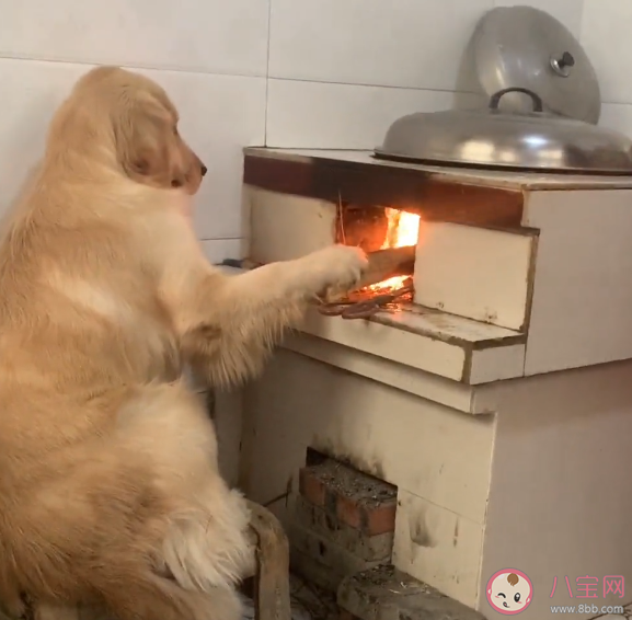 第一批帶狗回老家的人已被狗遛瘋 怎樣正確的遛狗