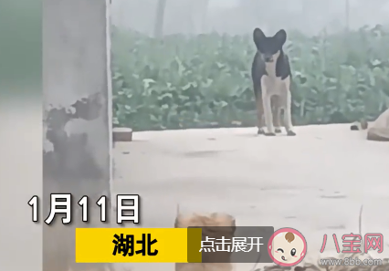 小狗被抱養一個月狗媽媽突然出現 狗媽媽會一直記得自己的小狗嗎
