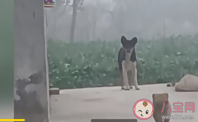 小狗被抱養一個月狗媽媽突然出現 狗媽媽會一直記得自己的小狗嗎