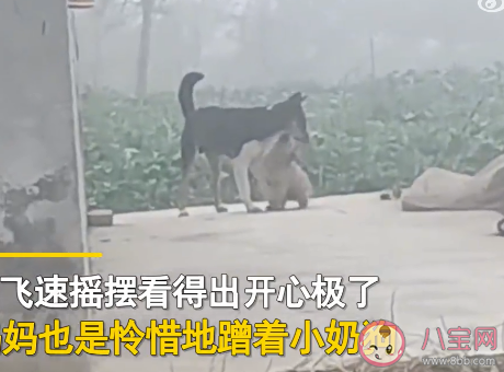 小狗被抱養一個月狗媽媽突然出現 狗媽媽會一直記得自己的小狗嗎