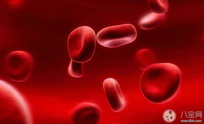 熊貓血特殊在哪里 熊貓血會遺傳嗎影響健康嗎 熊貓血特殊在哪里 熊貓血會遺傳嗎影響健康嗎