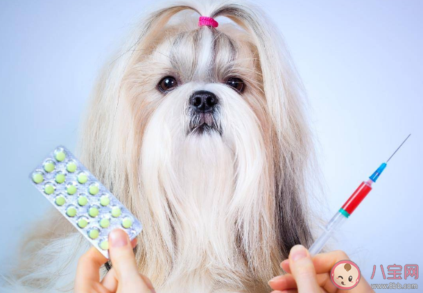 寵物帶給人的5個健康變化 如何科學健康養寵物